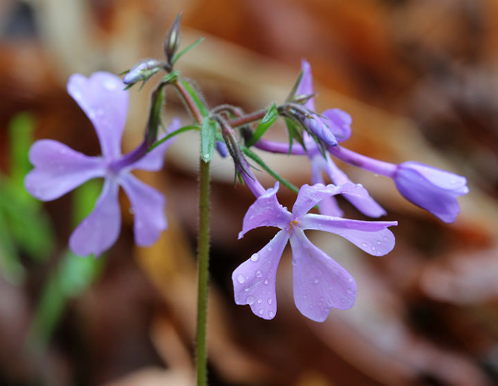 Phlox